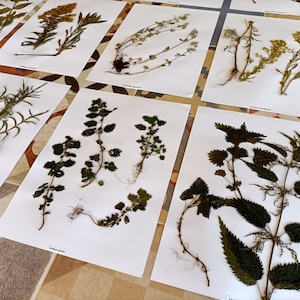 Puede incluir: Una colecci&oacute;n de plantas prensadas sobre papel blanco, que incluye una variedad de hojas verdes, flores y tallos. Las plantas est&aacute;n dispuestas en una cuadr&iacute;cula, con cada planta etiquetada con su nombre cient&iacute;fico.