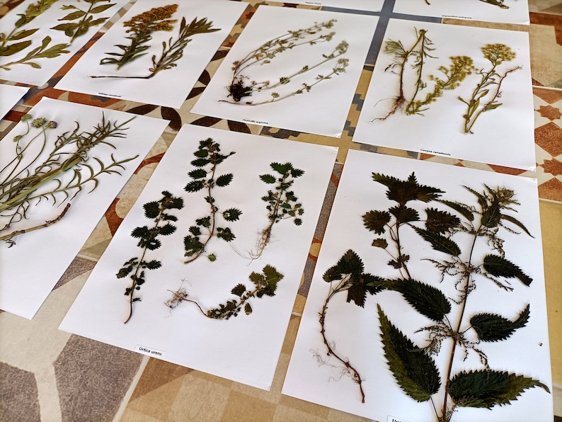 Puede incluir: Una colecci&oacute;n de plantas prensadas sobre papel blanco, que incluye una variedad de hojas verdes, flores y tallos. Las plantas est&aacute;n dispuestas en una cuadr&iacute;cula, con cada planta etiquetada con su nombre cient&iacute;fico.