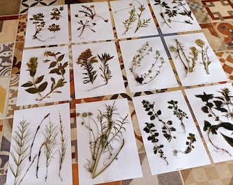 herbarium 100 species herbs wild plants european