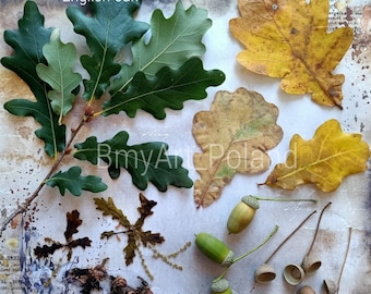 herbrium english oak quercus robur