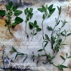 May include: A close-up of two types of plants, Chenopodium album (white goosefoot) and Atriplex patula (common orache), pressed and mounted on a piece of paper with a vintage background.