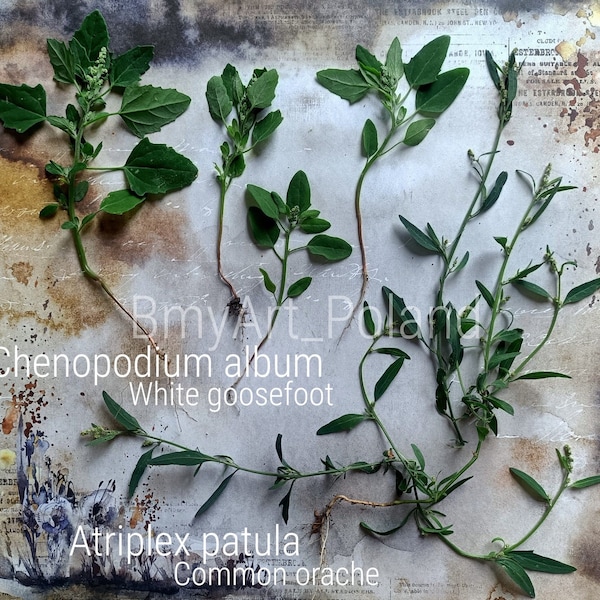 herabrium, henopodium album, atriplex patula, common orache