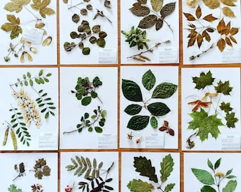 30 dried trees herbarium 2022