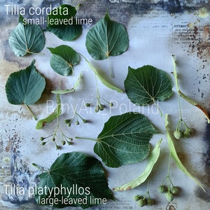 herbarium tilia corata tilia platyphyllos