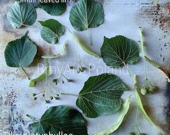 herbarium tilia corata tilia platyphyllos