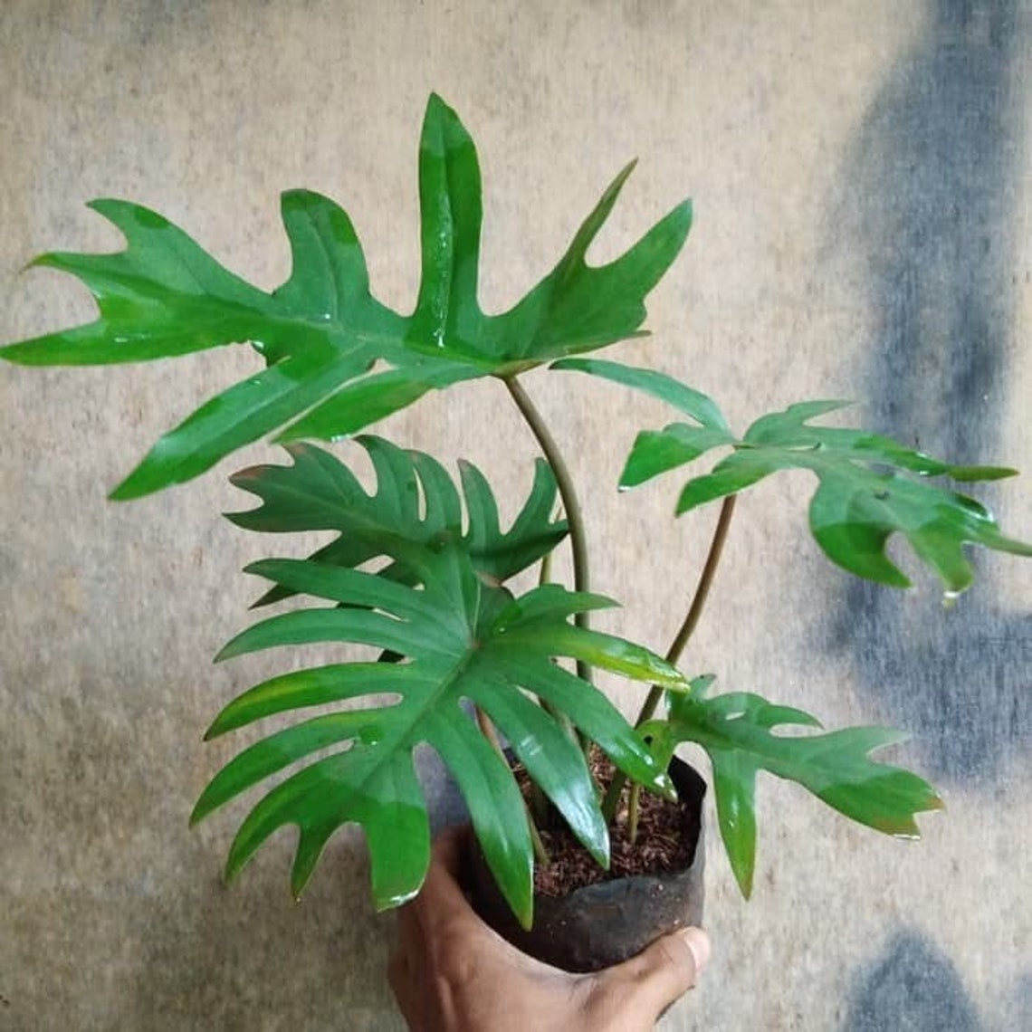 download house plants for free download house plants for free