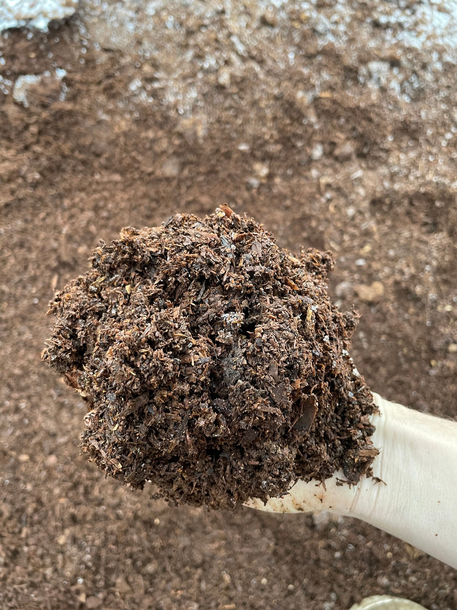 10 Lbs. Horse Manure Substrate highpressure Pasteurized Etsy