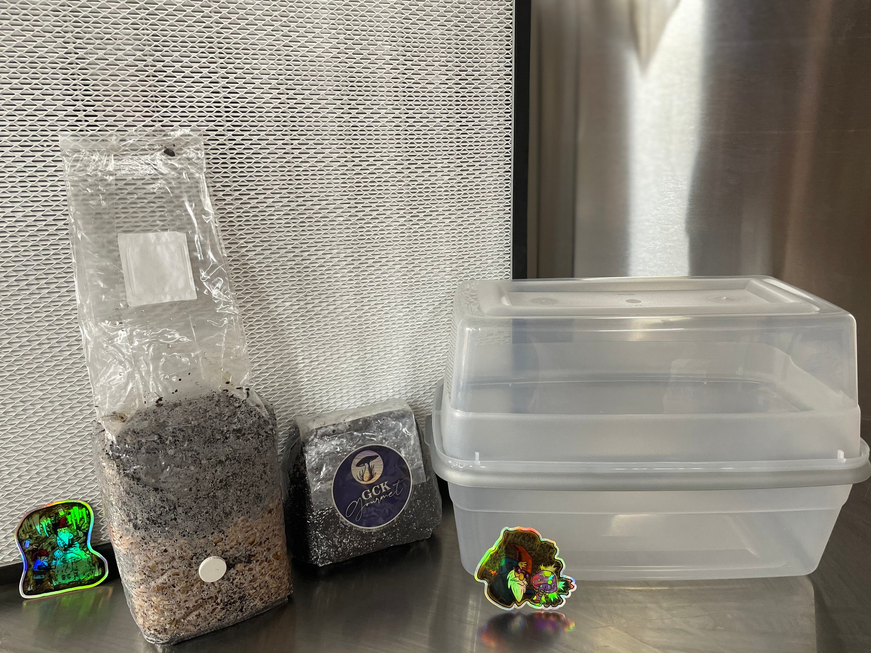 The Simple Shoebox Allinone Mushroom Fruiting Kit Etsy