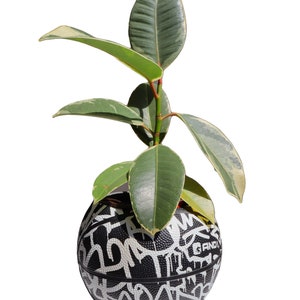 May include: A green and white variegated ficus plant growing in a black basketball planter with white graffiti-style markings.
