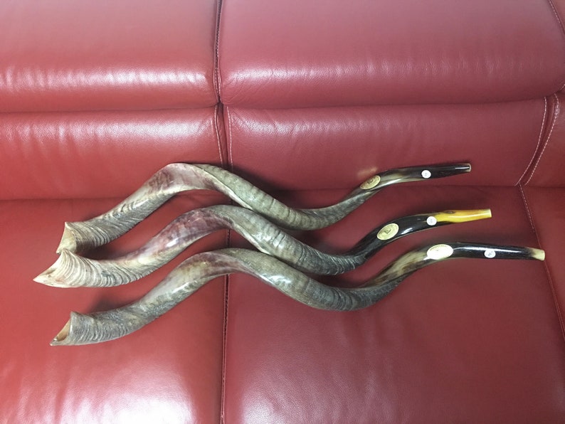 Sale for Yemenite Shofar Kudu Horn Chofar 49 125CM Etsy