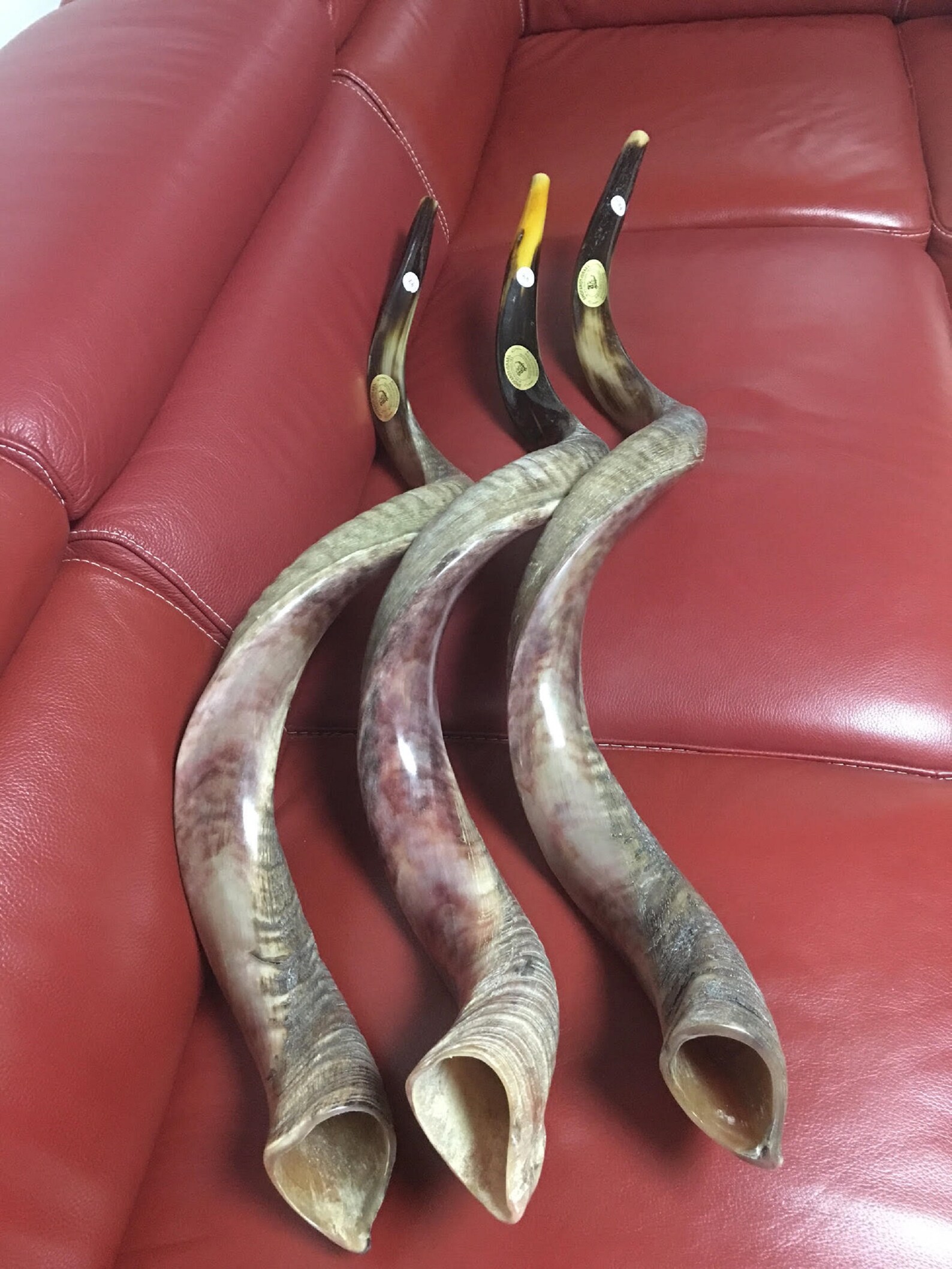 Sale for Yemenite Shofar Kudu Horn Chofar 49 125CM Etsy