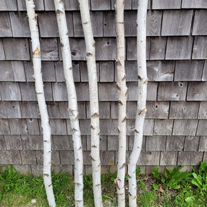 Decorative Birch Poles 3ft (4 Poles 1.5&quot;-2.5&quot; dia.)