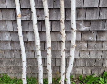 Decorative Birch Poles 3ft (4 Poles 1.5"-2.5" dia.)