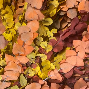 Eucalyptus cinerea, fresh, green, 1 stem or a bunch image 4