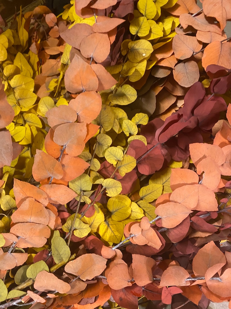 Eucalyptus cinerea, fresh, green, 1 stem or a bunch image 4