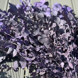 Eucalyptus cinerea, fresh, green, 1 stem or a bunch 1 Bund lila