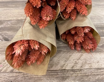 Phalaris, verschiedene Farben