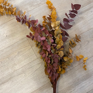 Eucalyptus cinerea, fresh, green, 1 stem or a bunch image 7