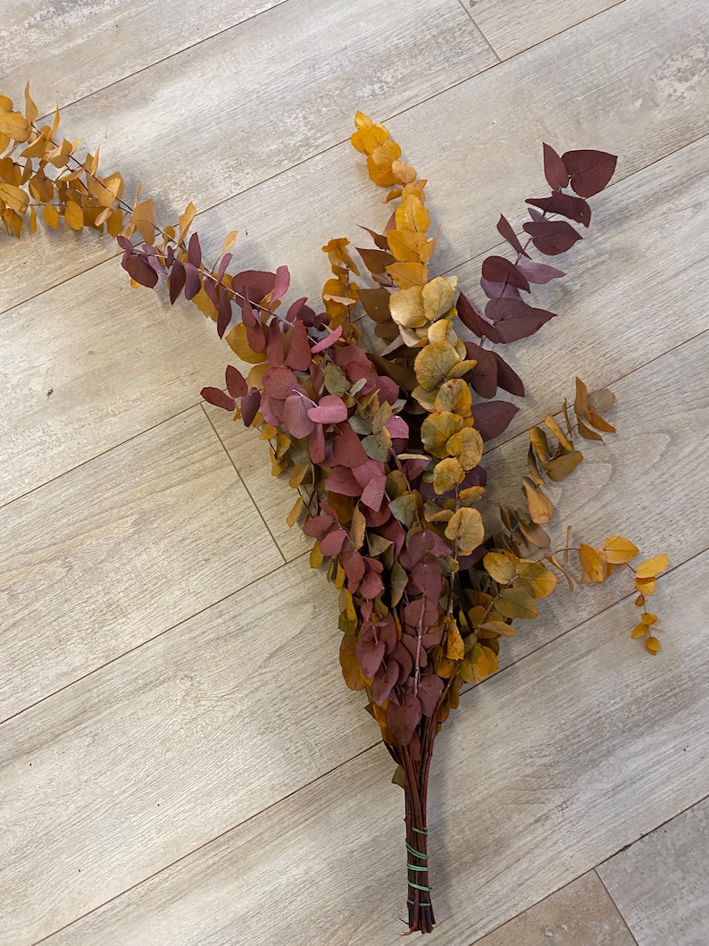 Eucalyptus cinerea, fresh, green, 1 stem or a bunch image 7