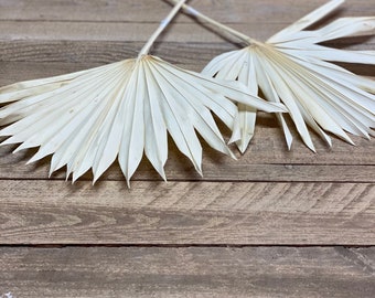 Palm spear XXL, palm leaf, palm leaf