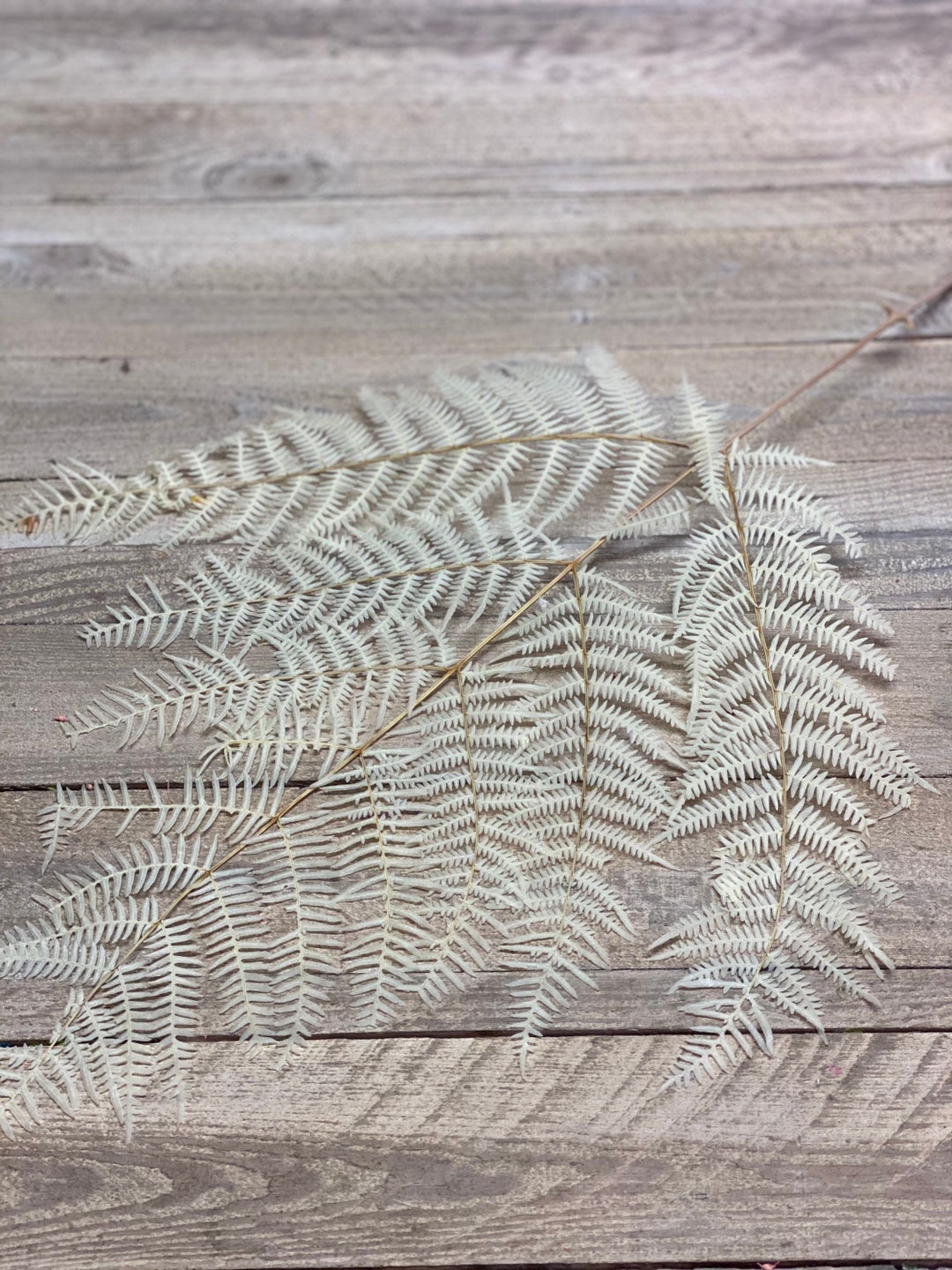 grauhaariger kaktus Cephalocereus senilis | Botanical Archive