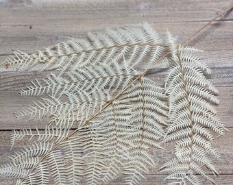 Bracken fern, bleached fern, black, purple, cream
