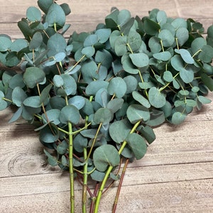 Eucalyptus cinerea, fresh, green, 1 stem or a bunch image 1