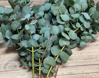 Eucalyptus Cinerea frisch, grün 1 Stiel oder ein Bund
