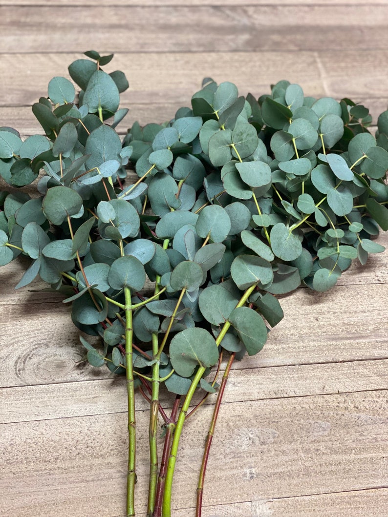 Eucalyptus cinerea, fresh, green, 1 stem or a bunch image 1