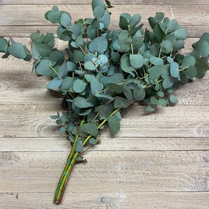 Eucalyptus cinerea, fresh, green, 1 stem or a bunch 1 Bund