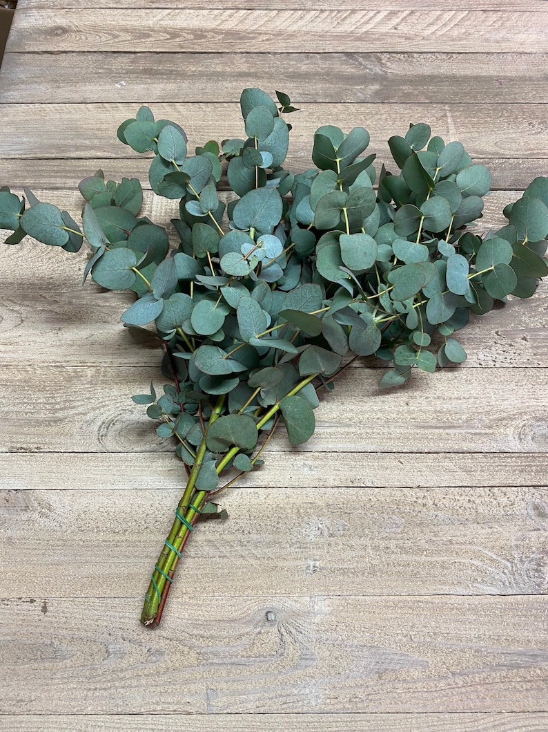 Eucalyptus cinerea, fresh, green, 1 stem or a bunch 1 Bund