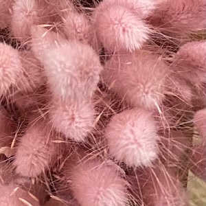Lagurus, Hasenschwänzchen, Trockenblumen Teil 1