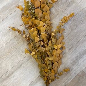Eucalyptus cinerea, fresh, green, 1 stem or a bunch image 5