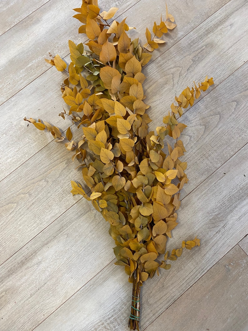 Eucalyptus cinerea, fresh, green, 1 stem or a bunch image 5