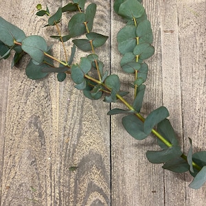 Eucalyptus cinerea, fresh, green, 1 stem or a bunch 1 Stiel