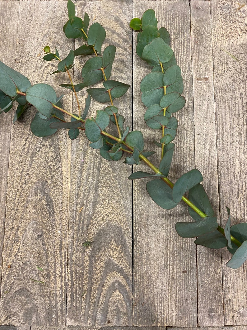 Eucalyptus cinerea, fresh, green, 1 stem or a bunch 1 Stiel