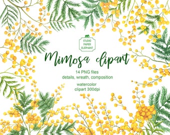 Watercolor Mimosa clipart, Spring clipart, Yellow flowers clipart, Spring mimosa branches clipart, PNG.