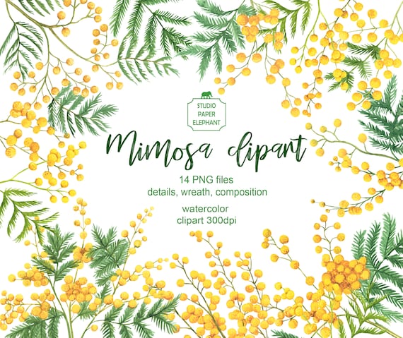 Watercolor Mimosa Clipart Spring Clipart Yellow Flowers - Etsy