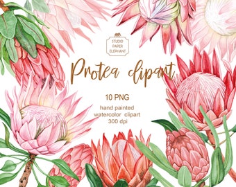May include: A set of 10 watercolour illustrations of pink and red protea flowers. The flowers are hand-painted and have a realistic style. The illustrations are perfect for use in digital scrapbooking, card making, and other creative projects.  Protea clipart 10 PNG hand painted watercolour clipart 300 dpi