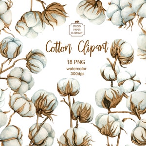 Clipart di cotone ad acquerello, rametti di cotone, fiori di cotone, clipart di matrimonio, design neutro, download immediato, PNG.