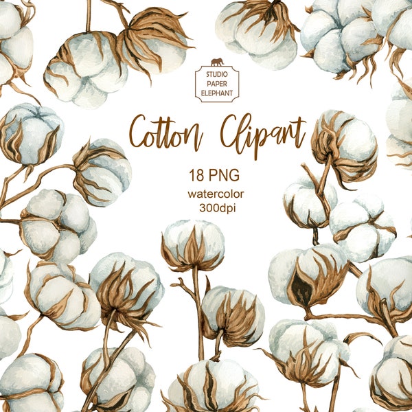 Watercolor cotton clipart, Cotton twigs, Cotton flowers, Wedding clipart, Neutral design, instant download, PNG.