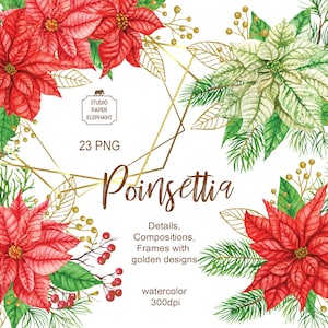 Clipart de poinsétia em aquarela, flor de Natal, clipart de estrela de Natal, buquê de poinsétia, design de moldura de poinsétia em ouro, decoração de Natal.