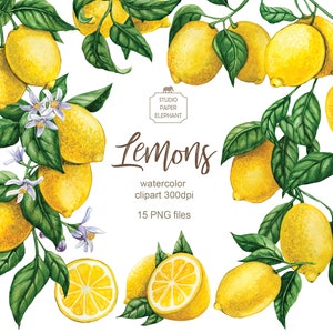 Watercolor lemon clipart, Citrus clipart, Lemon branches, Lemon flowers, scrapbooking, instant download, PNG.