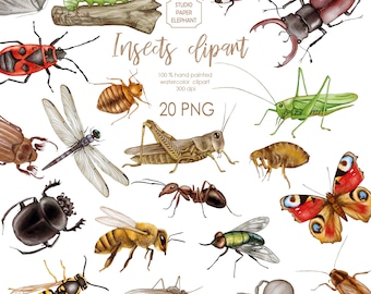 Watercolor Insects Clipart, Insect Bundle, Butterfly, Dragonfly, Ant, Grasshopper, Ladybug, PNG, instant download