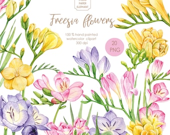 May include: A watercolor illustration of 20 freesia flowers in various colors, including yellow, pink, purple, and white. The flowers are arranged in a bouquet and have green stems and leaves. The text "Freesia flowers" is written in a decorative font above the bouquet.