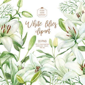 Clipart de lírios brancos em aquarela, flores, caules e folhas de lírio branco, design de casamento de lírios brancos, lírios brancos desenhados à mão, PNG.