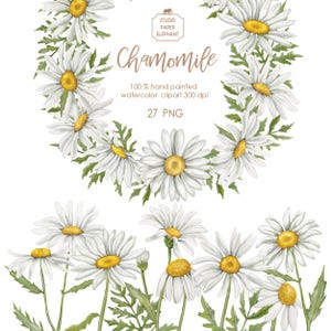 Watercolor daisies clipart, Chamomile flower clipart, Wreath of daisies, Summer flowers clipart, PNG