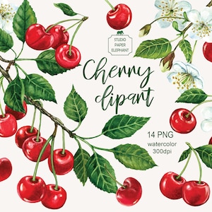 Imágenes prediseñadas de cereza de acuarela, bayas de cereza, flor de cerezo, rama de cerezo, imágenes prediseñadas de fruta de acuarela, cereza, descarga instantánea, PNG.