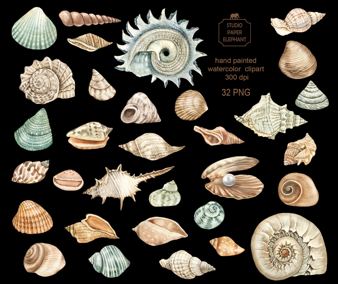 Watercolor Seashells Clipart Sea Shells Clipart Seashells Etsy