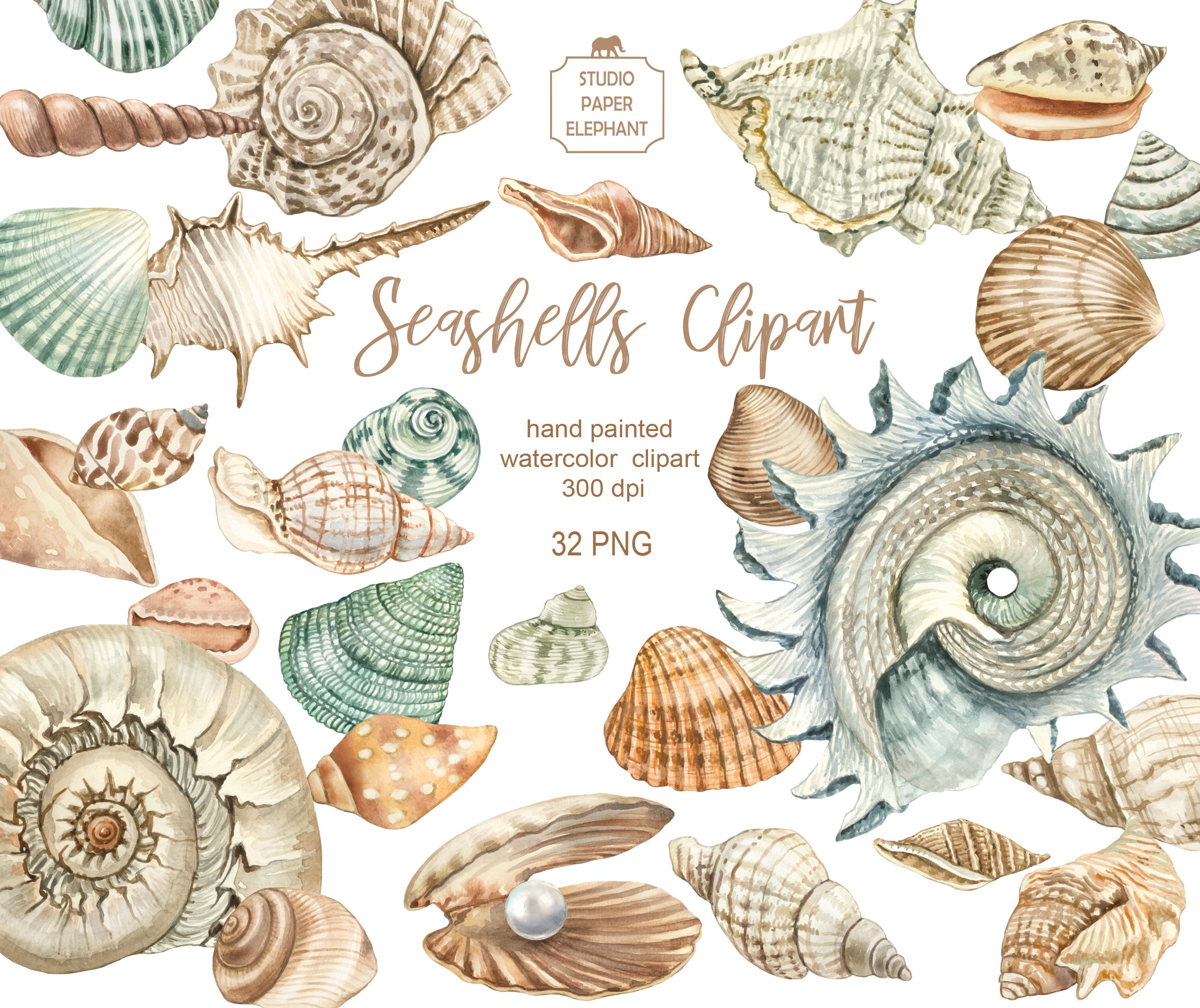 Watercolor Seashells Clipart Sea Shells Clipart Seashells Etsy